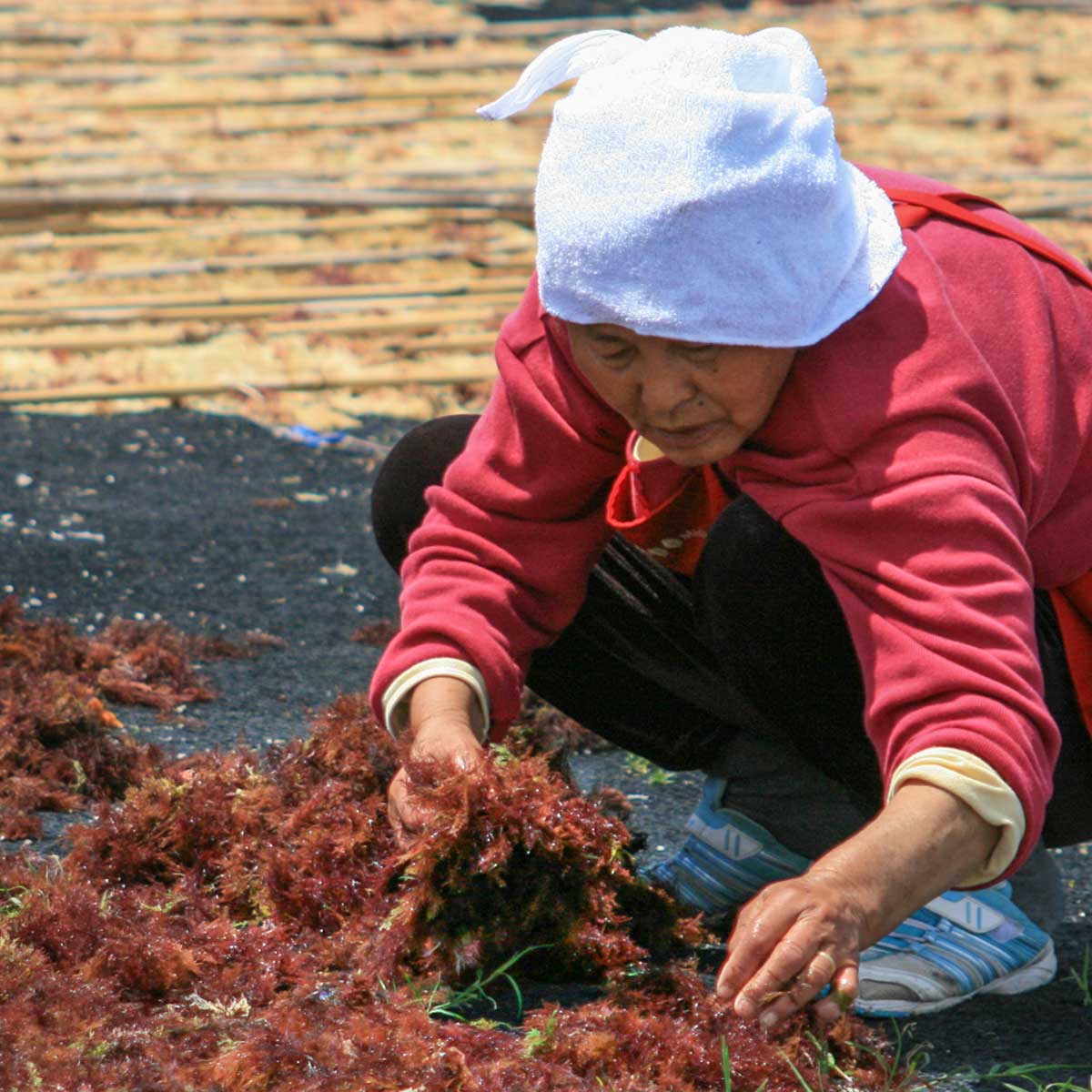 伊豆天草の収穫