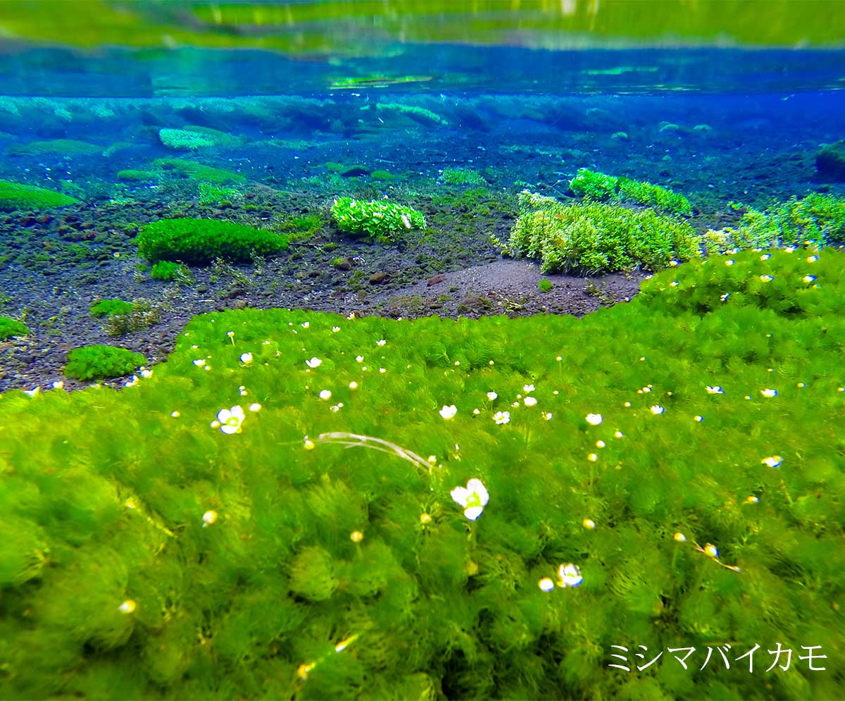 ミシマバイカモ 三島梅花藻
