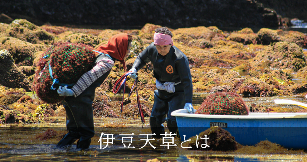 伊豆天草とは