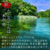 お抹茶づくし
